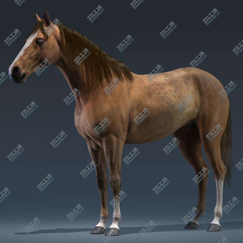 images/goods_img/20210319/Horse/2.jpg