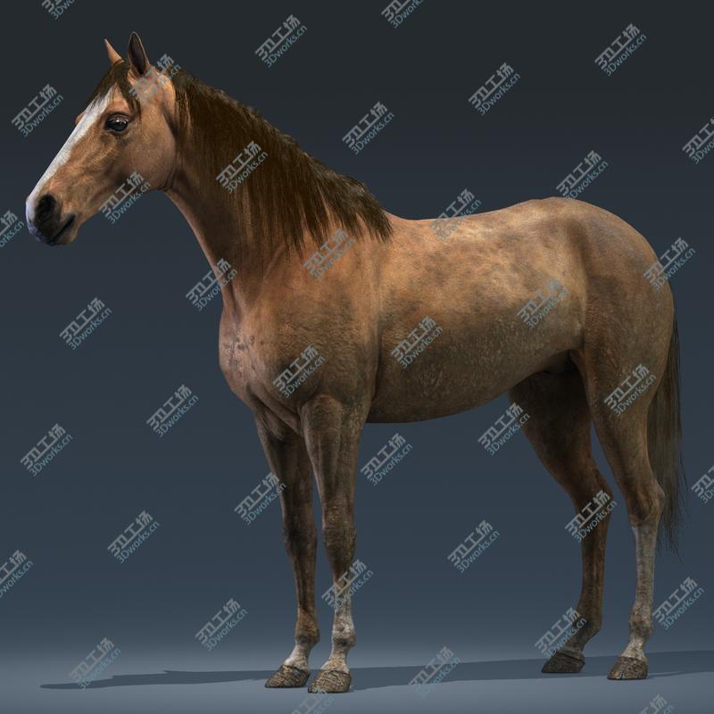 images/goods_img/20210319/Horse/3.jpg