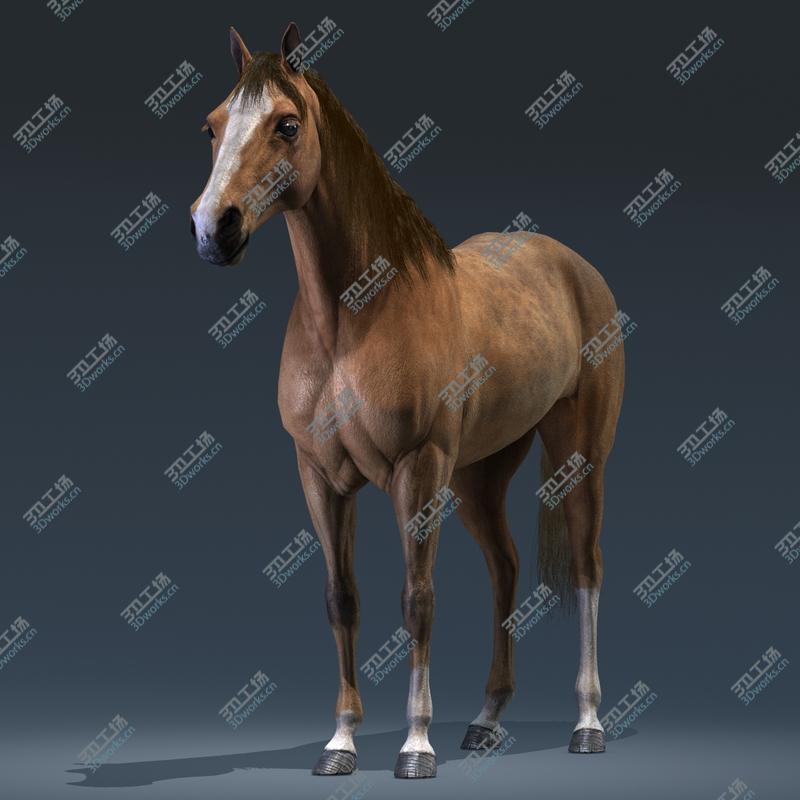images/goods_img/20210319/Horse/4.jpg