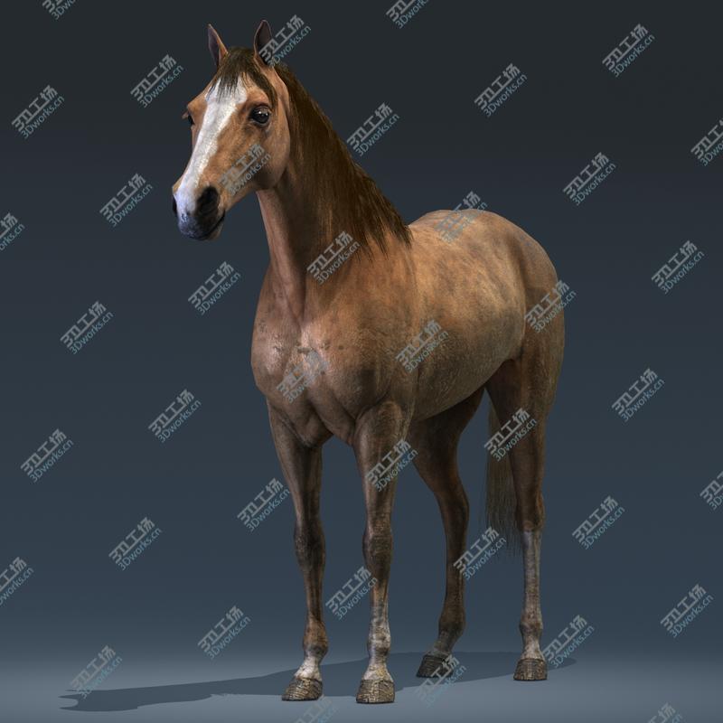 images/goods_img/20210319/Horse/5.jpg