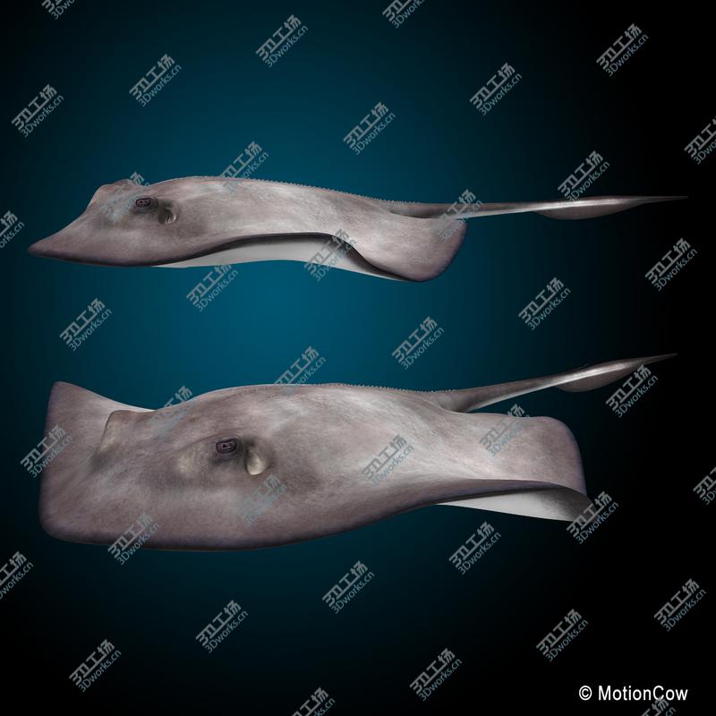 images/goods_img/20210319/Stingray/4.jpg