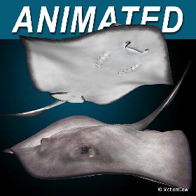 Stingray