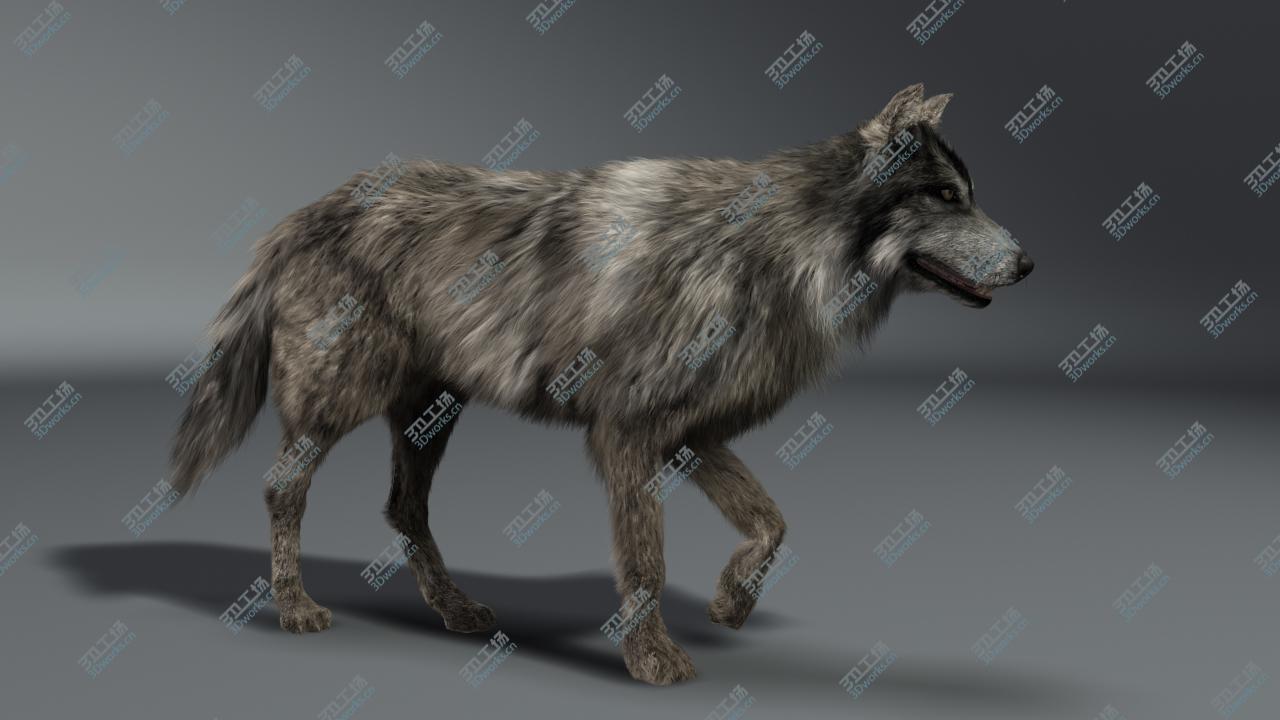 images/goods_img/20210319/Wolf/1.jpg