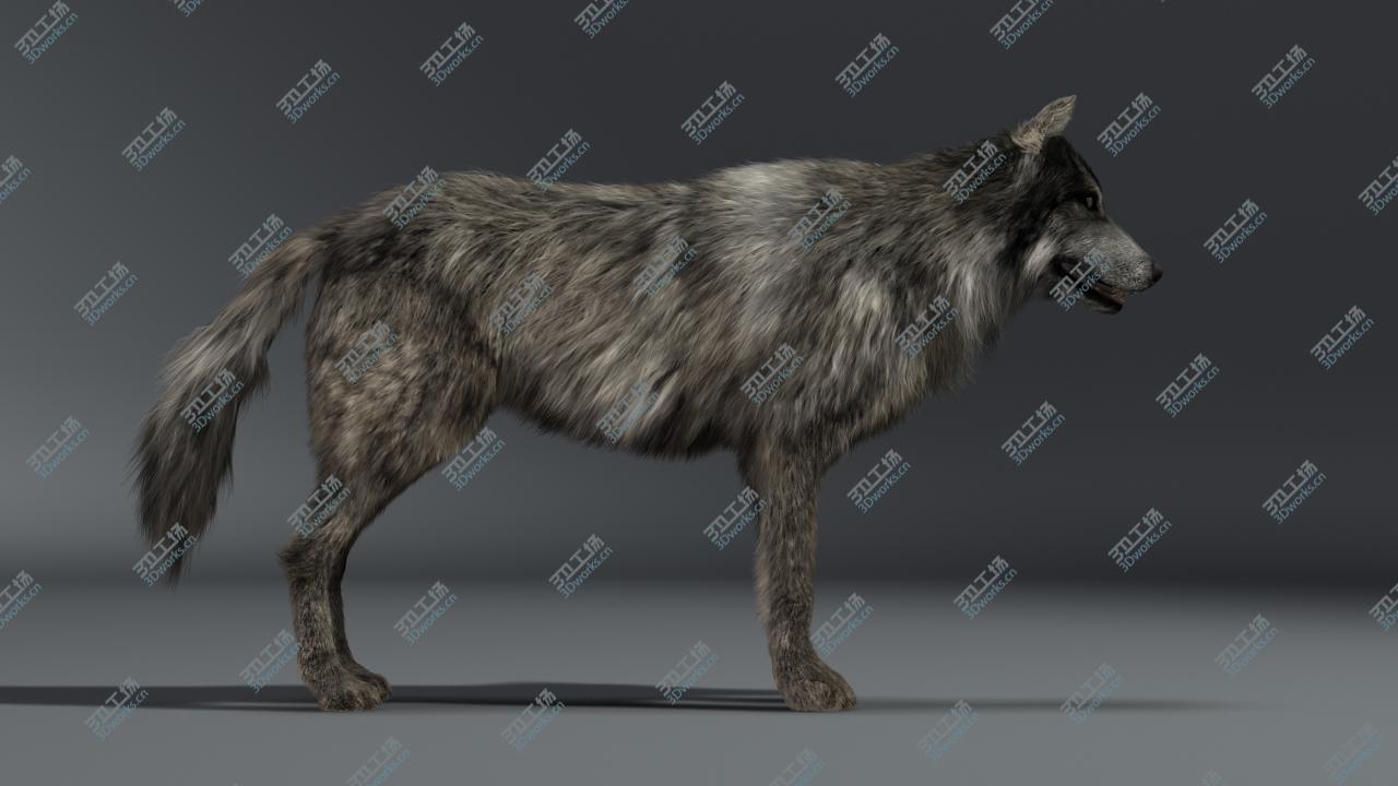 images/goods_img/20210319/Wolf/2.jpg