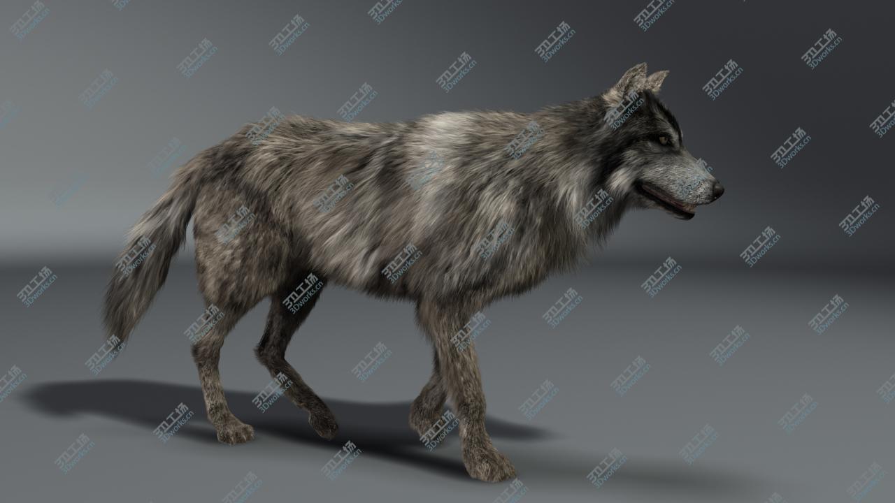 images/goods_img/20210319/Wolf/3.jpg