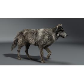 Wolf