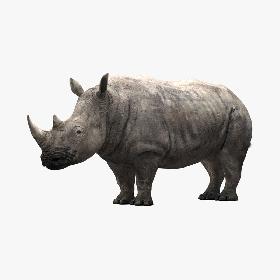 Rhino