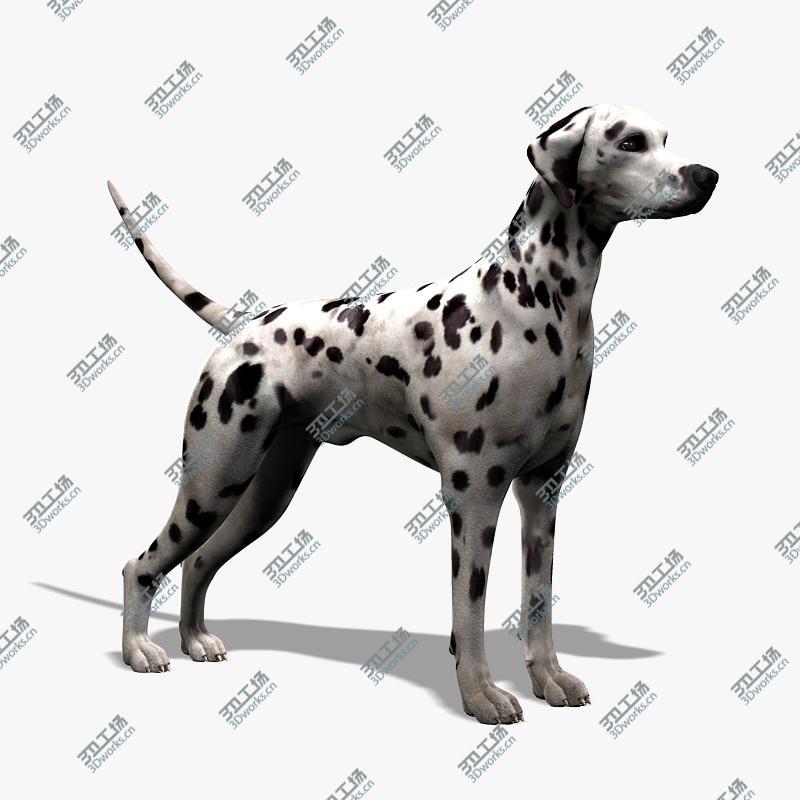 images/goods_img/2021040232/Dalmatian/1.jpg