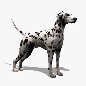Dalmatian