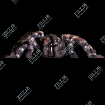 images/goods_img/2021040232/spider/3.jpg