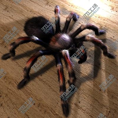 images/goods_img/2021040232/spider/4.jpg