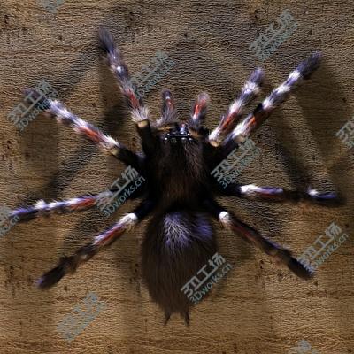 images/goods_img/2021040232/spider/5.jpg