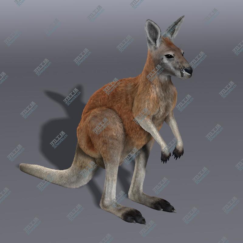 images/goods_img/2021040234/Kangaroo/2.jpg