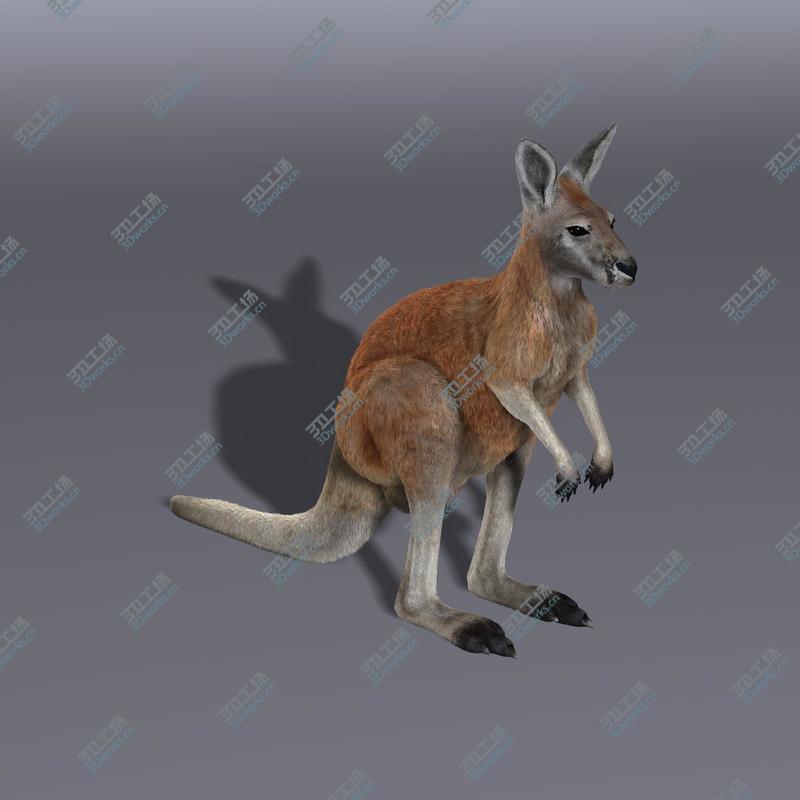 images/goods_img/2021040234/Kangaroo/3.jpg