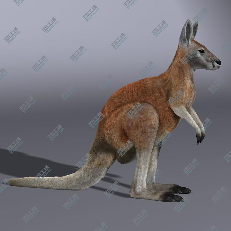 images/goods_img/2021040234/Kangaroo/4.jpg