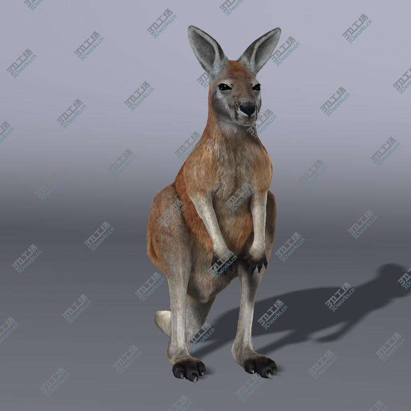 images/goods_img/2021040234/Kangaroo/5.jpg