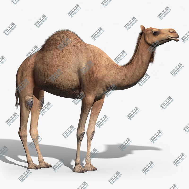 images/goods_img/202105072/Camel/1.jpg
