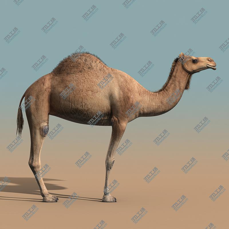 images/goods_img/202105072/Camel/2.jpg
