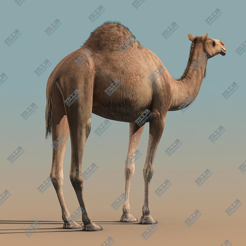 images/goods_img/202105072/Camel/3.jpg