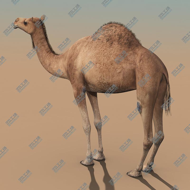 images/goods_img/202105072/Camel/5.jpg
