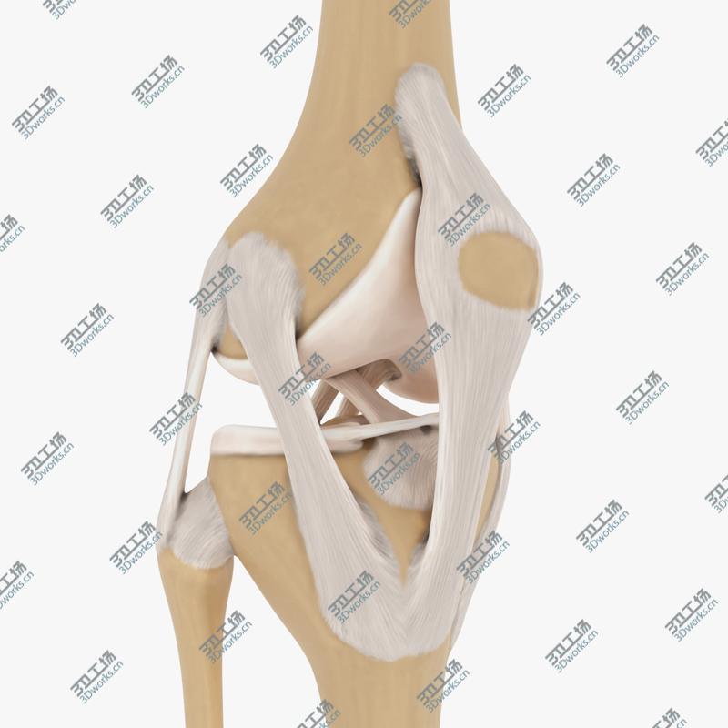 images/goods_img/202105072/Knee-joint/1.jpg