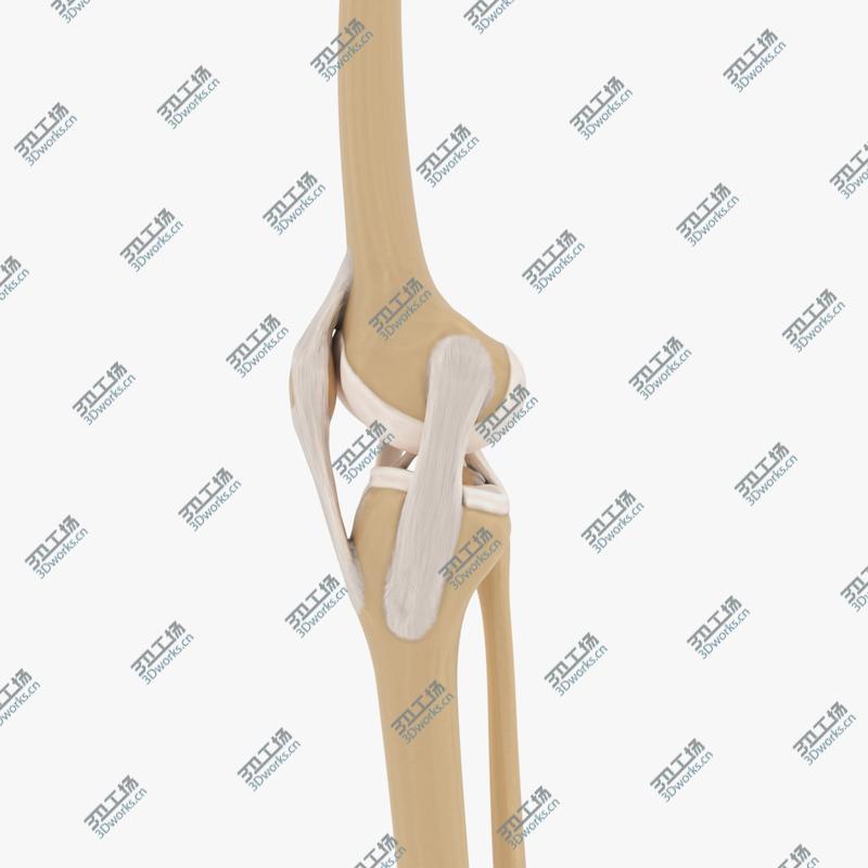 images/goods_img/202105072/Knee-joint/2.jpg