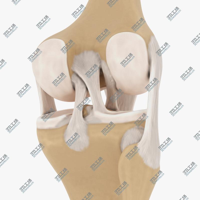 images/goods_img/202105072/Knee-joint/5.jpg