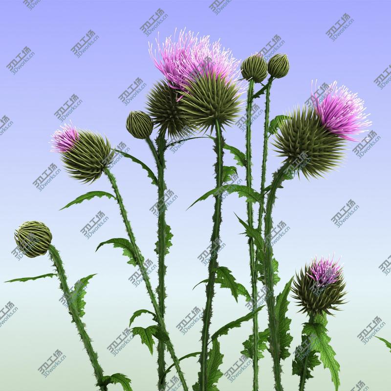 images/goods_img/202105073/Thistle/1.jpg
