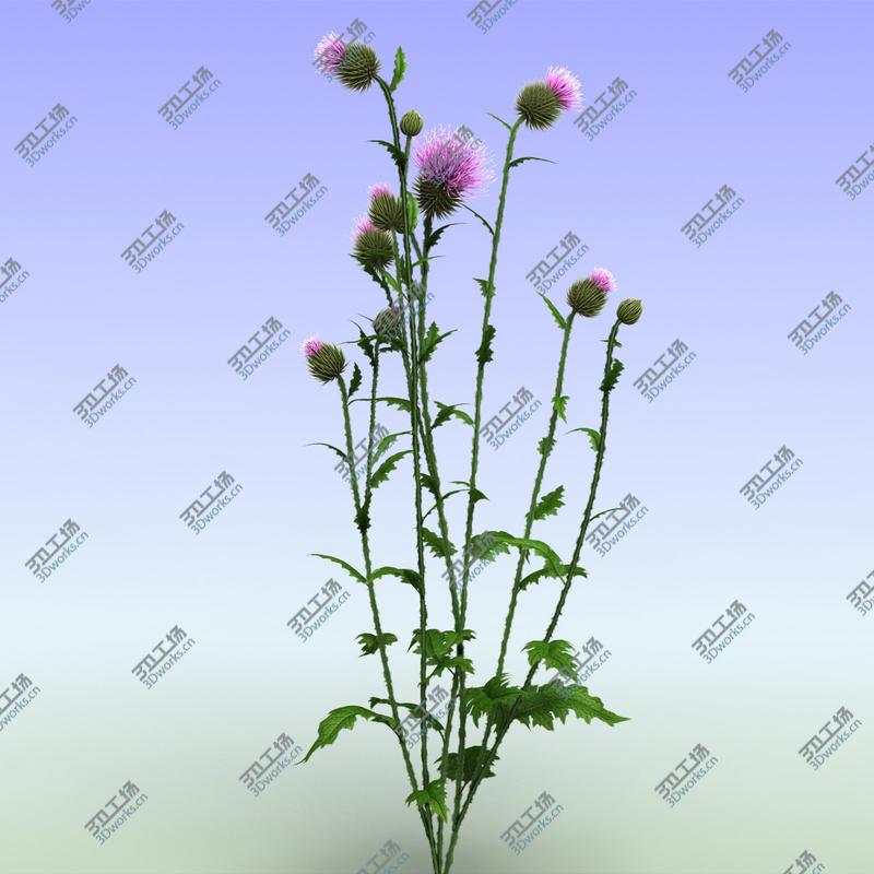 images/goods_img/202105073/Thistle/3.jpg
