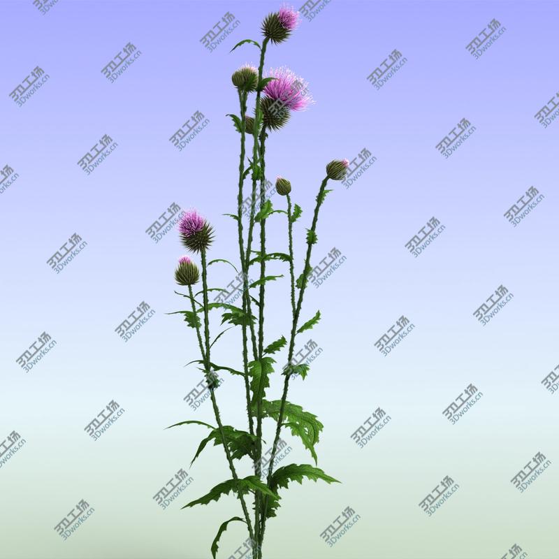 images/goods_img/202105073/Thistle/4.jpg