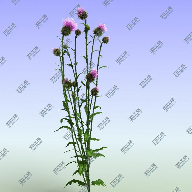 images/goods_img/202105073/Thistle/5.jpg