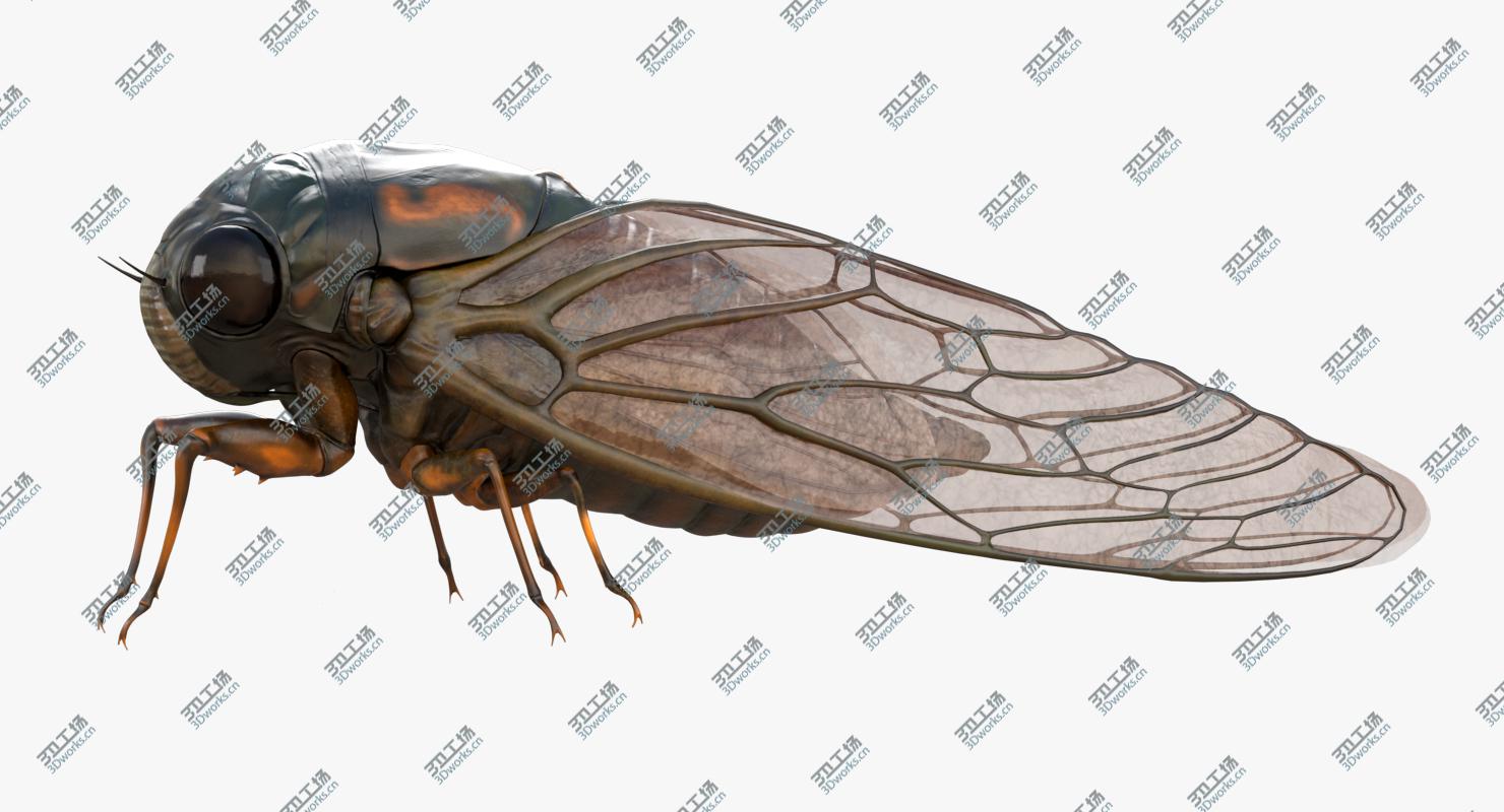 images/goods_img/202105074/Cicada/1.jpg