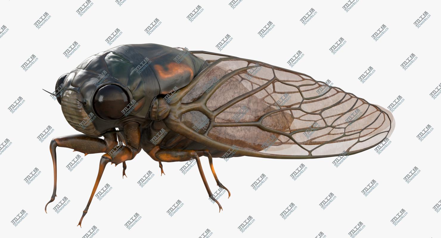images/goods_img/202105074/Cicada/2.jpg