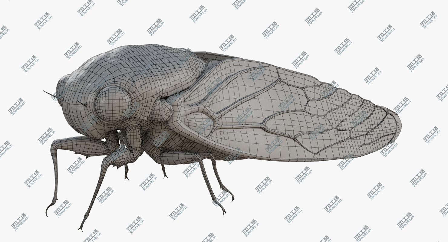 images/goods_img/202105074/Cicada/3.jpg