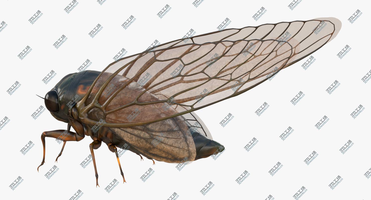 images/goods_img/202105074/Cicada/4.jpg