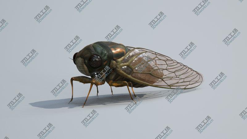 images/goods_img/202105074/Cicada/5.jpg