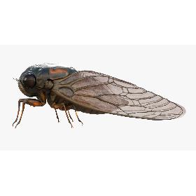 Cicada