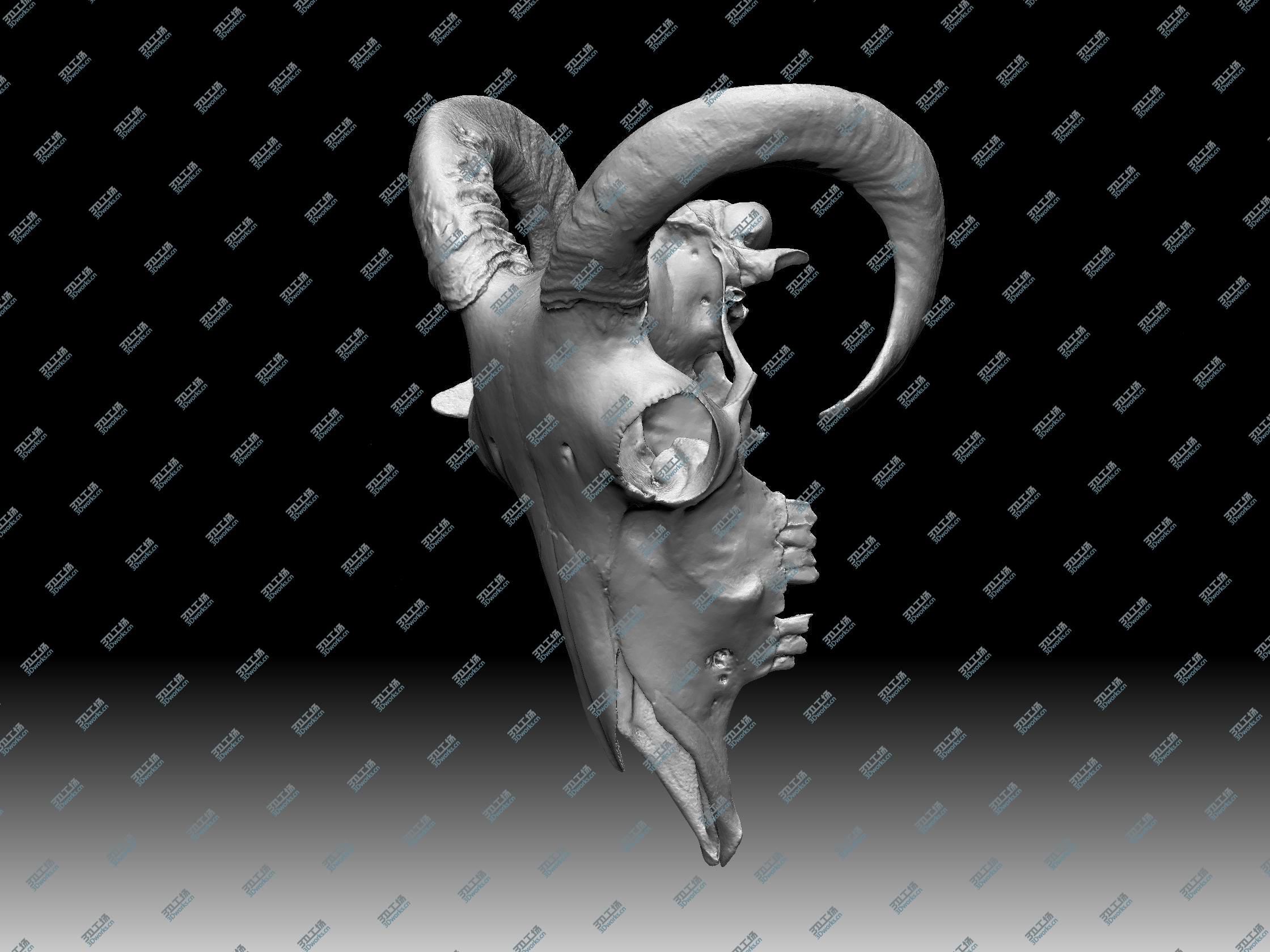 羊头骨头-3D打印模型下载-3D工场 3Dworks.cn