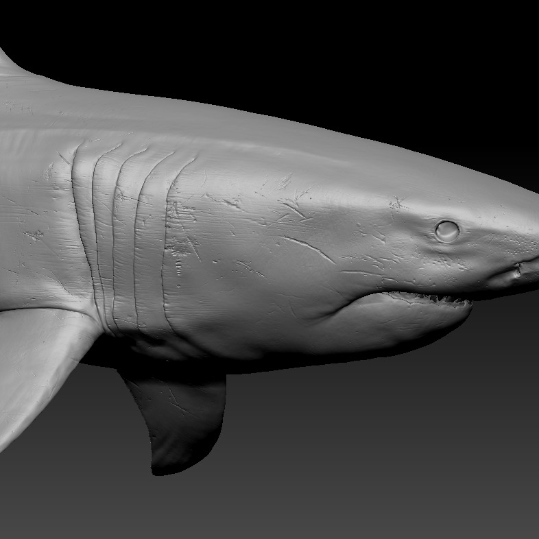 鲨鱼（Rigged）3D模型