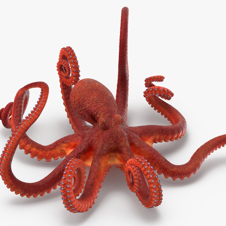 章鱼 八爪鱼 Octopus