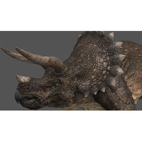 triceratops