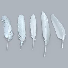 Feathers