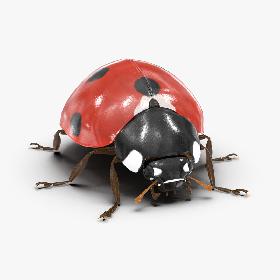 LadyBug